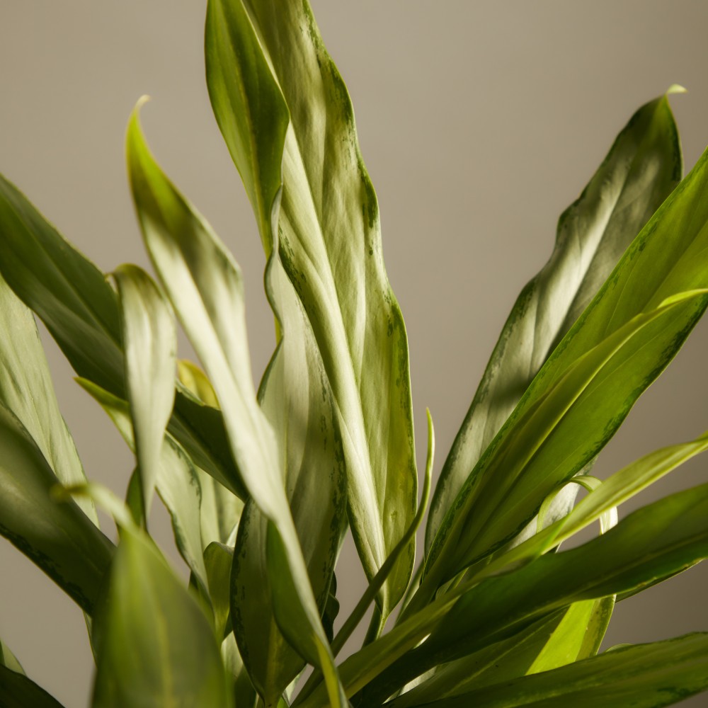 Аглаонема Вайт Ленс Аглаонема Вайт Ленс