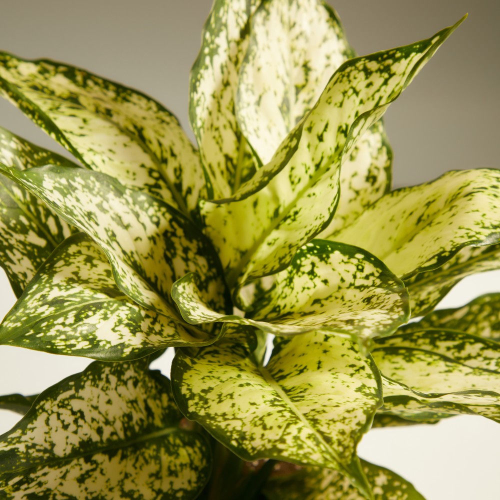 Аглаонема Вайт Киви Аглаонема Вайт Киви