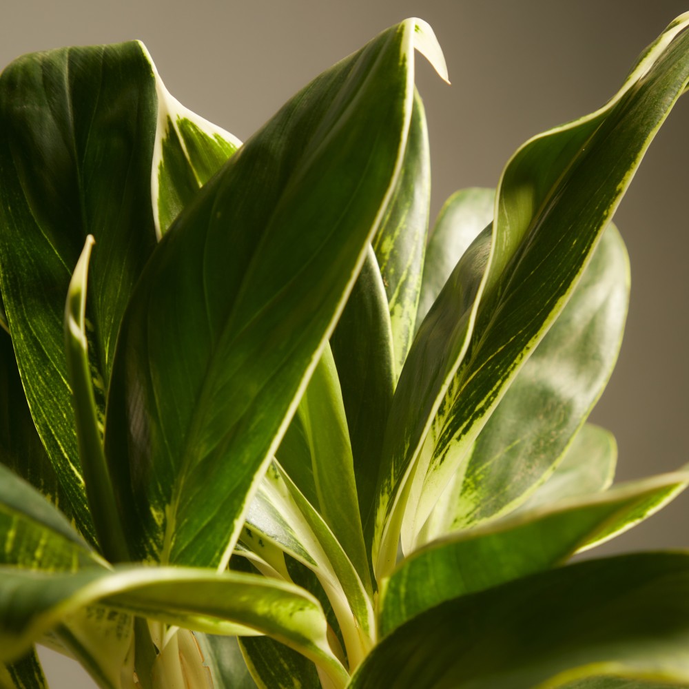 Аглаонема Вайт Лайм Аглаонема Вайт Лайм