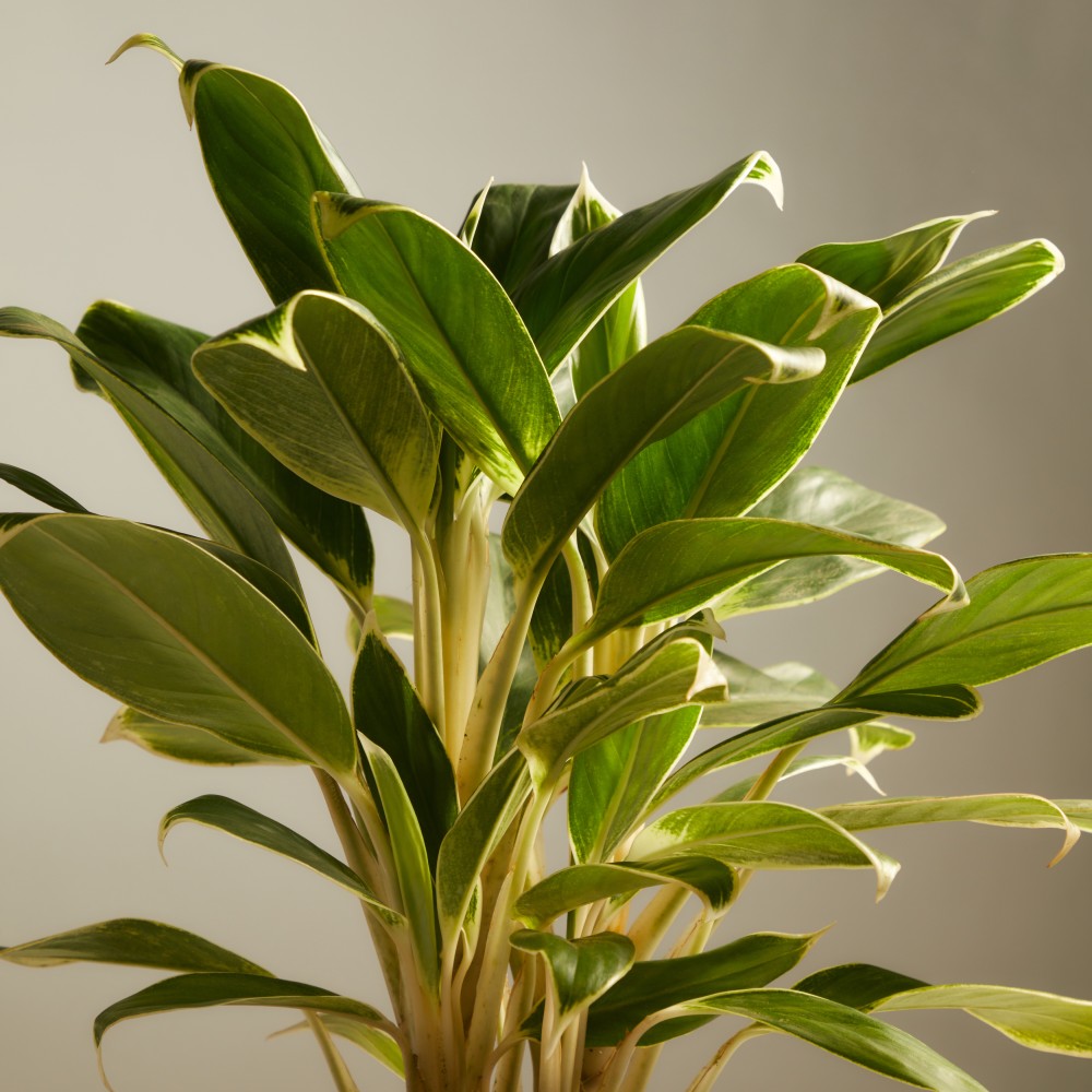 Аглаонема Вайт Лайм Аглаонема Вайт Лайм