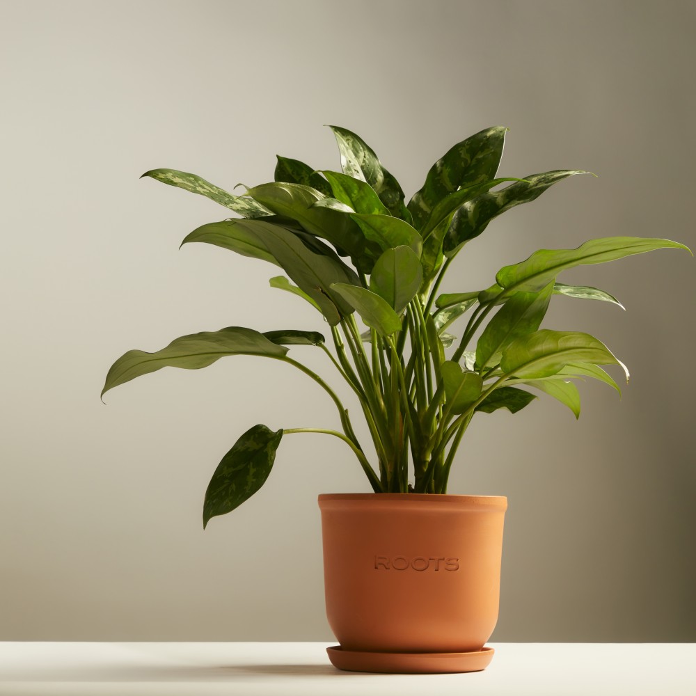 Аглаонема Мария Аглаонема Мария