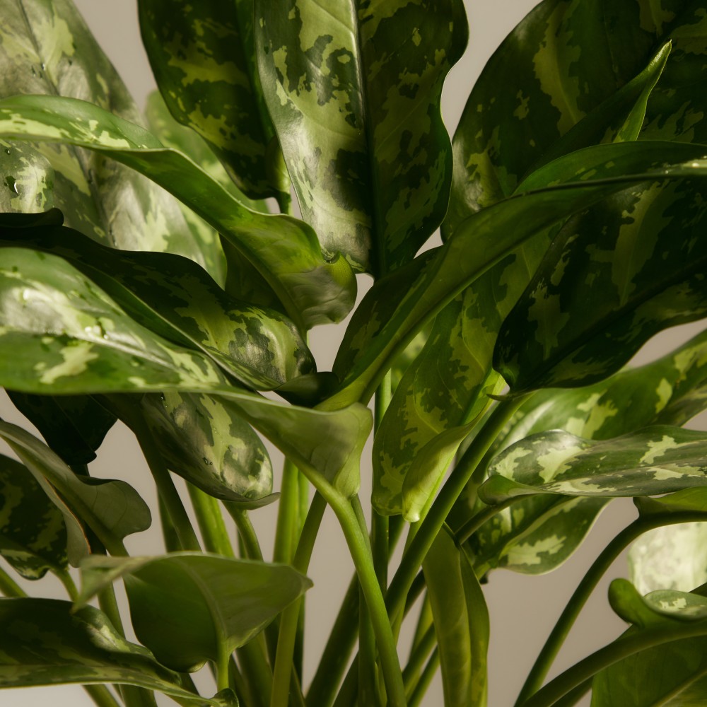 Аглаонема Мария Аглаонема Мария