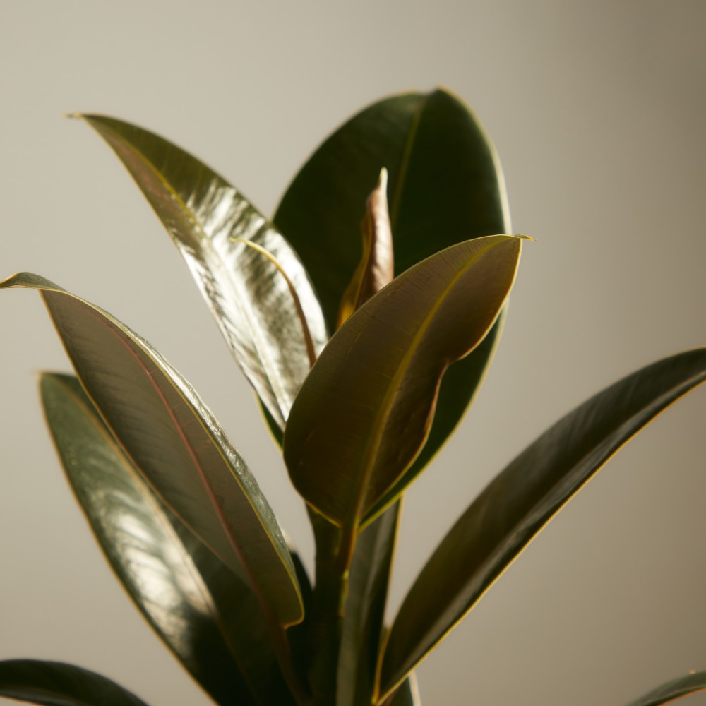 Фикус Эластика Мелани