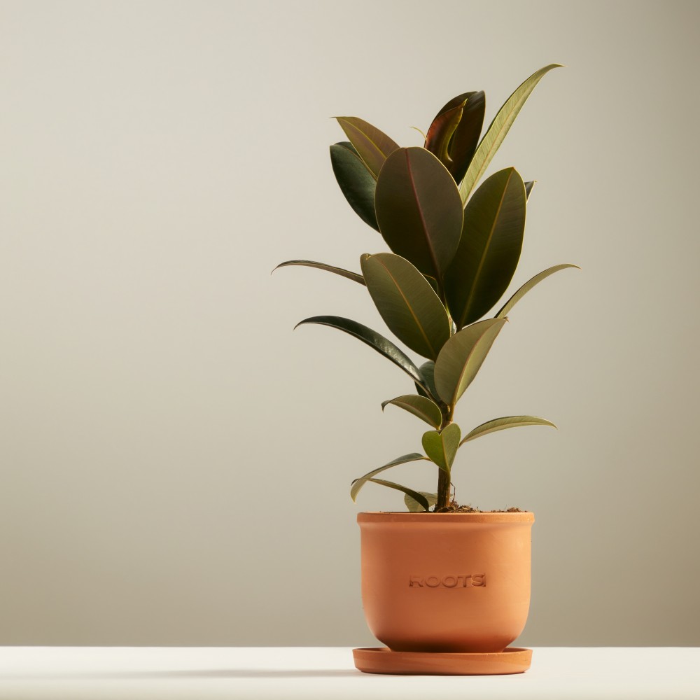 Фикус Эластика Мелани