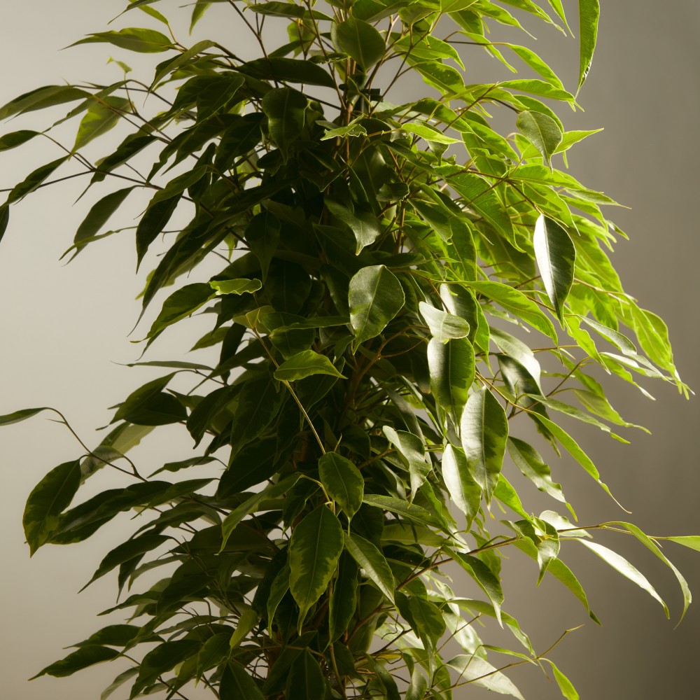 Фикус Бенджамина Фикус Бенджамина