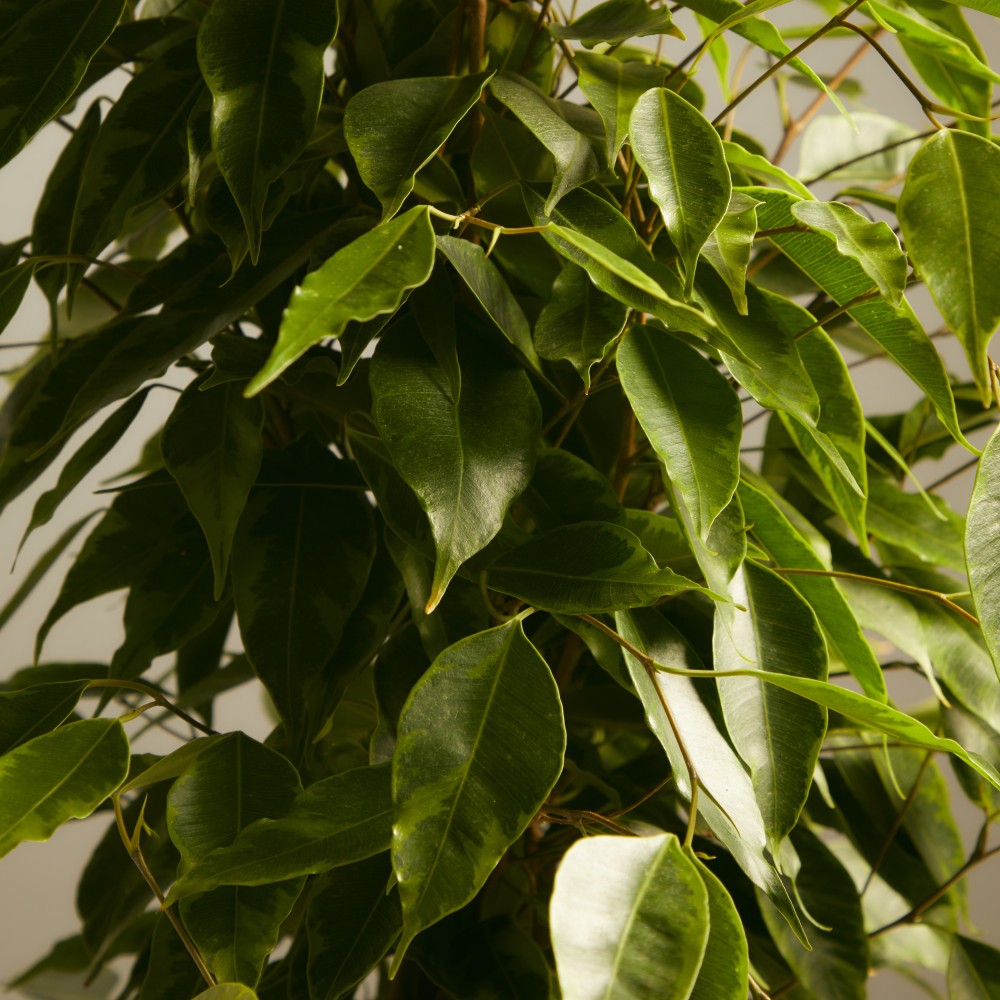 Фикус Бенджамина Фикус Бенджамина