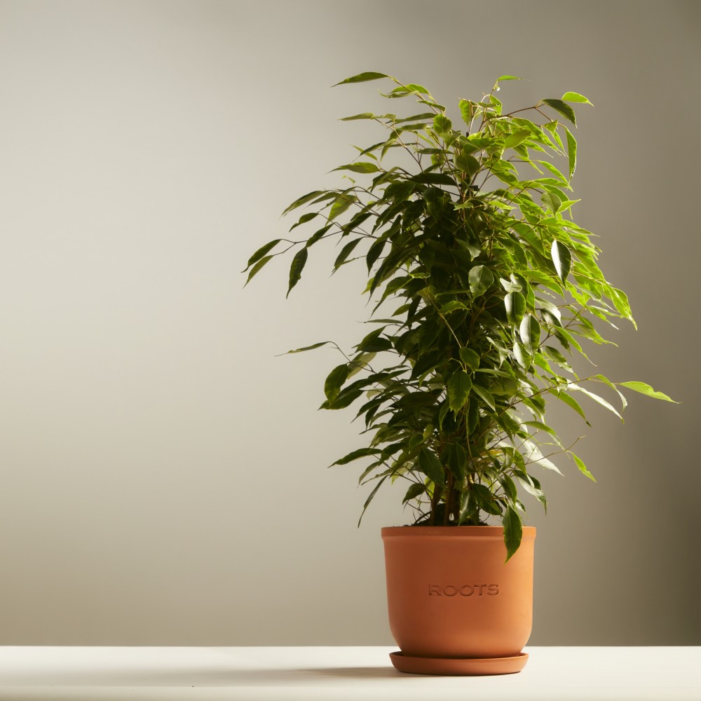 Фикус Бенджамина Фикус Бенджамина