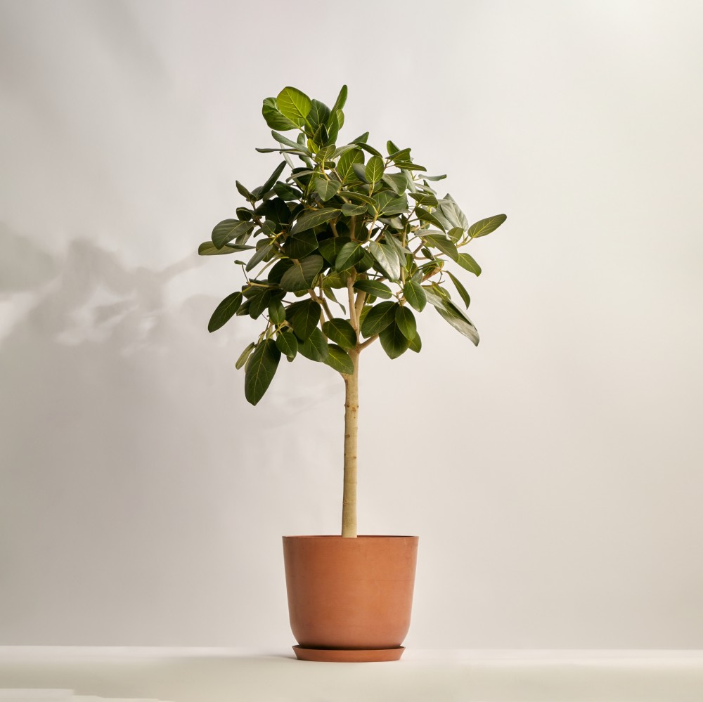 Фикус бенгальский Фикус бенгальский