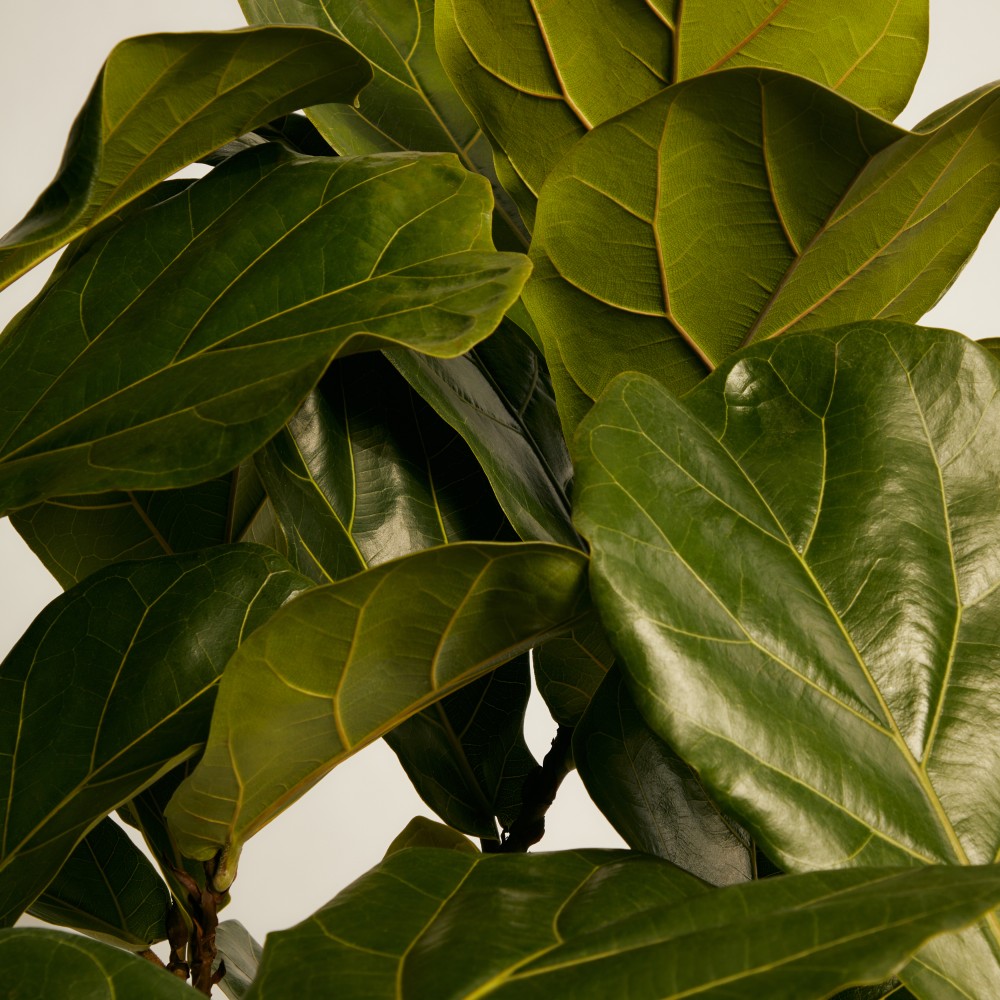 Фикус Лирата на штамбе Фикус Лирата на штамбе