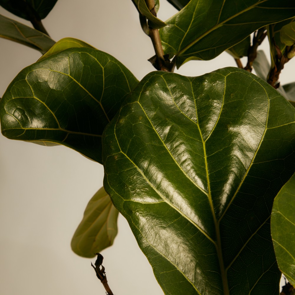 Фикус Лирата на штамбе Фикус Лирата на штамбе