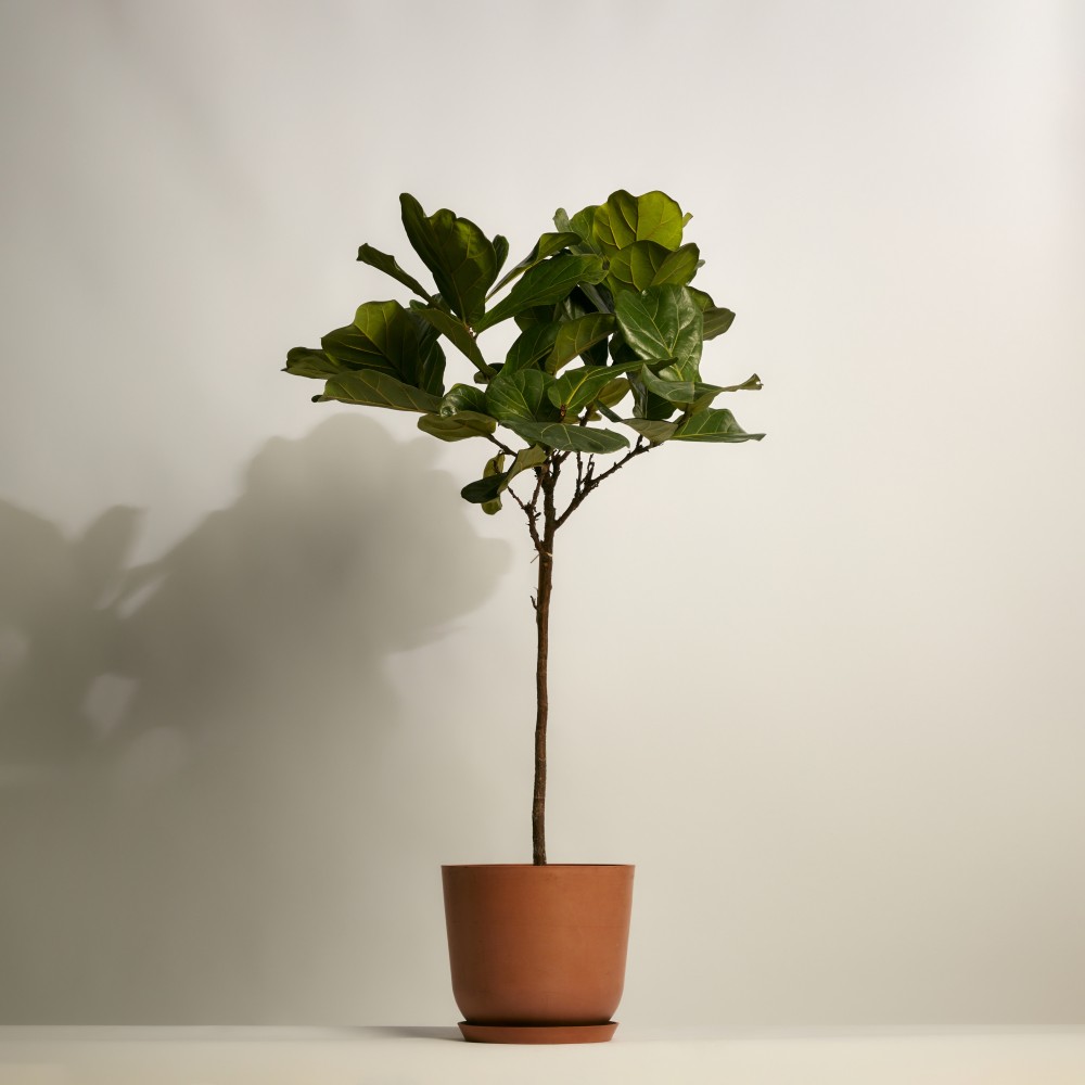 Фикус Лирата на штамбе Фикус Лирата на штамбе