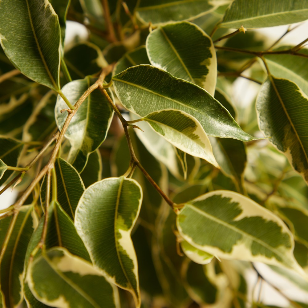 Фикус Бенджамина Твилайт Фикус Бенджамина Твилайт