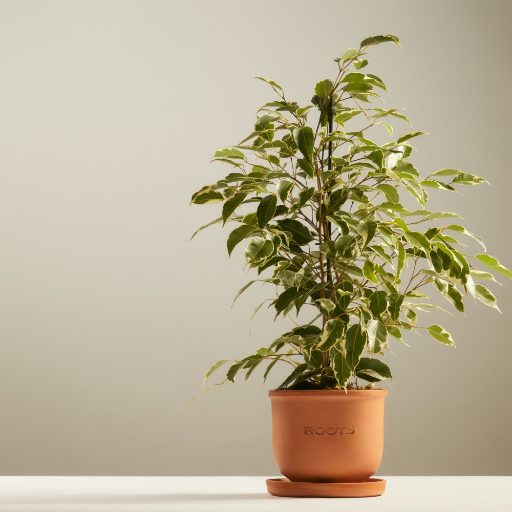 Фикус Бенджамина Твилайт Фикус Бенджамина Твилайт