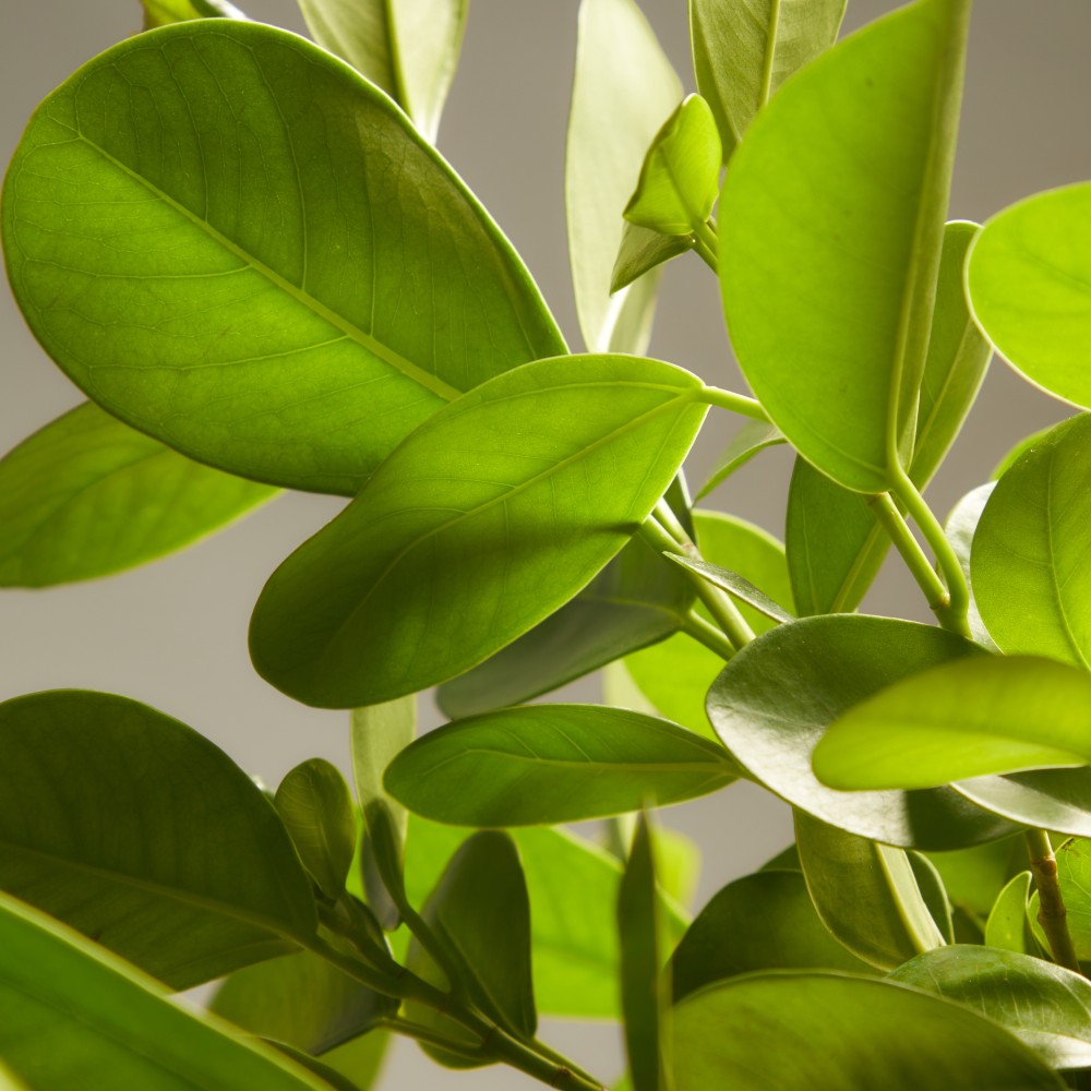 Фикус Мокламе