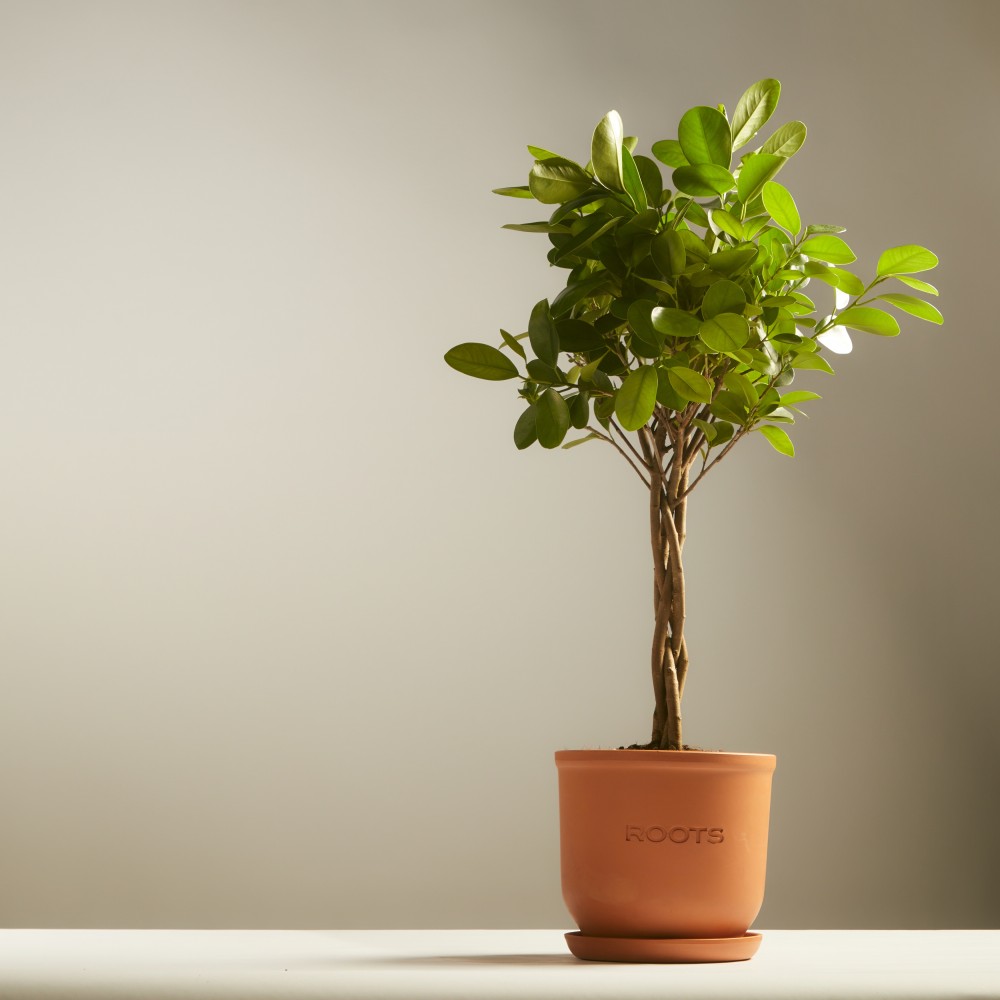 Фикус Мокламе