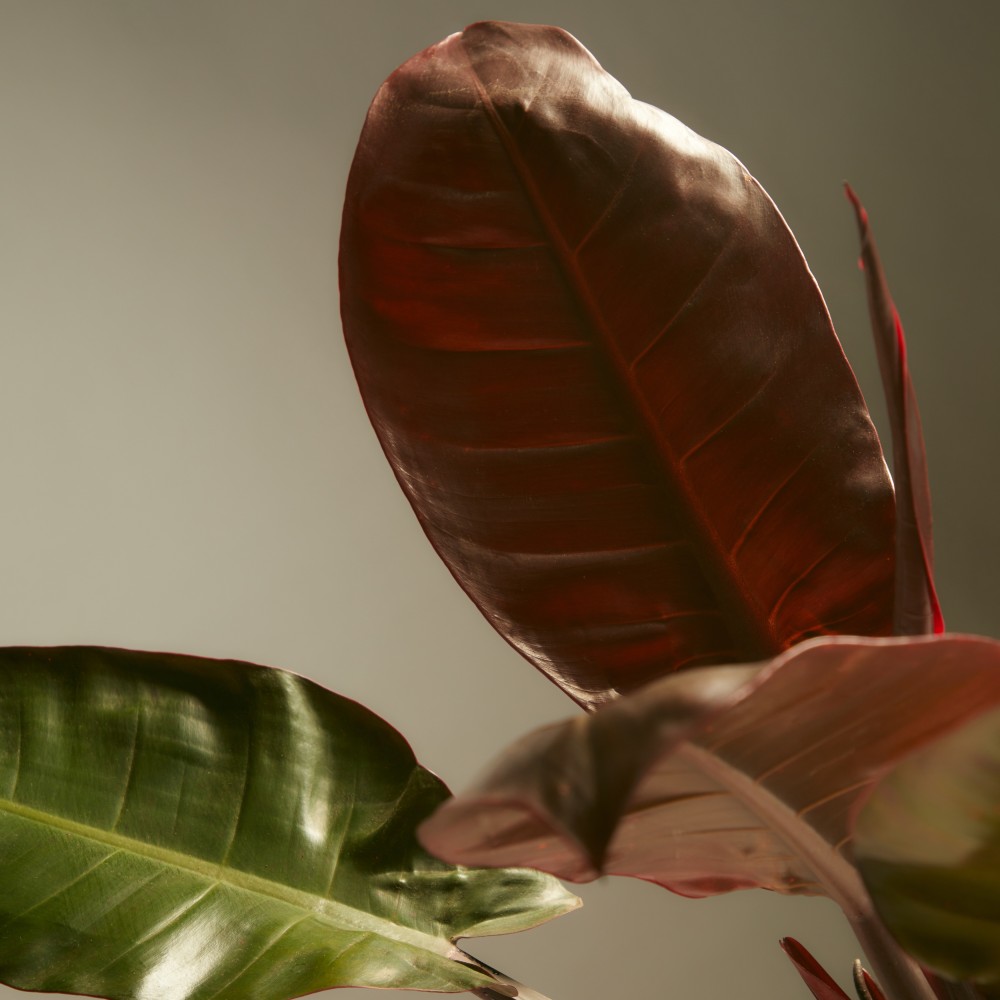 Филодендрон Империал Ред Филодендрон Империал Ред