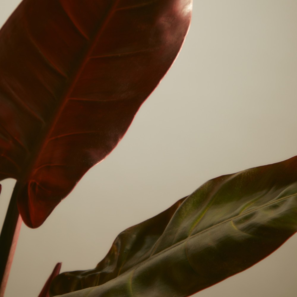 Филодендрон Империал Ред Филодендрон Империал Ред