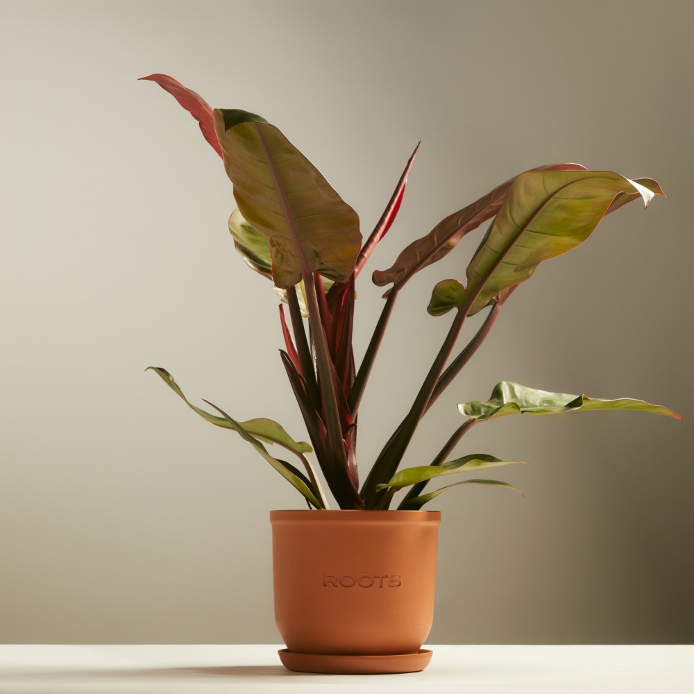 Филодендрон Империал Ред Филодендрон Империал Ред