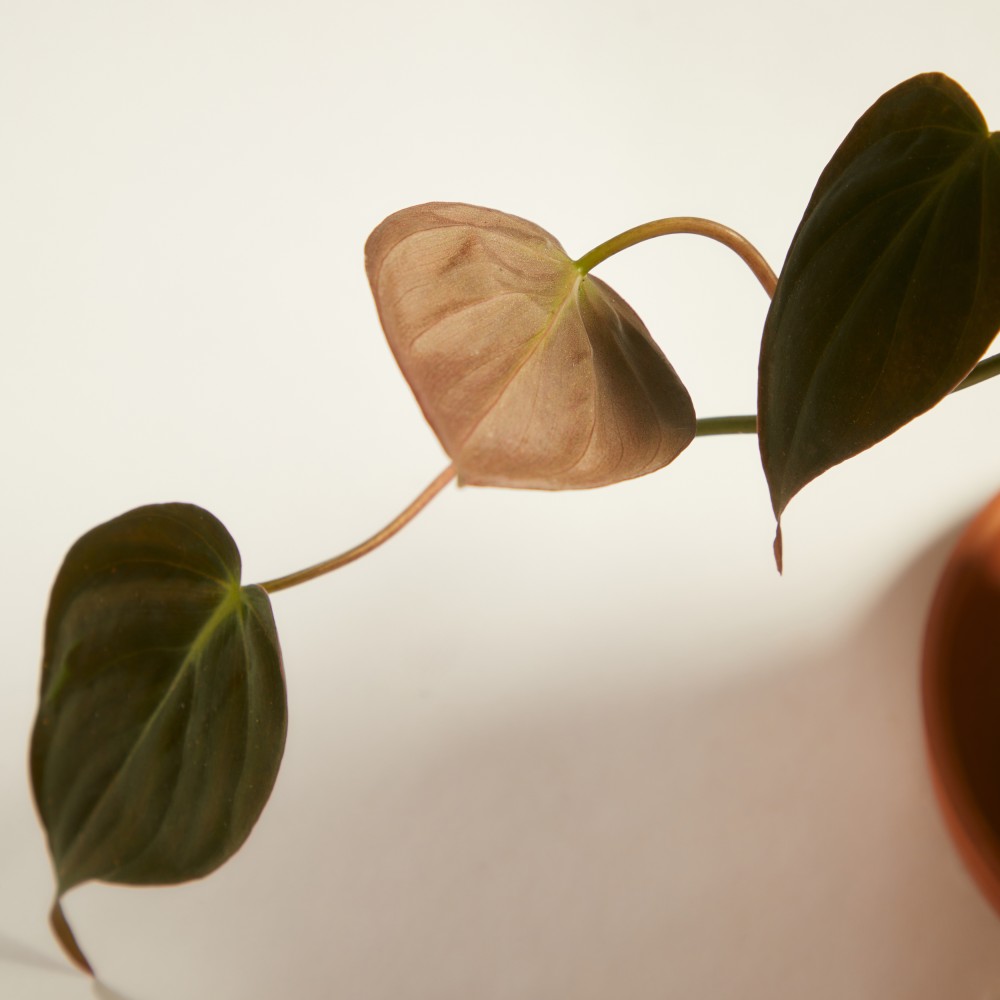 Филодендрон Скаденс Миканс Филодендрон Скаденс Миканс