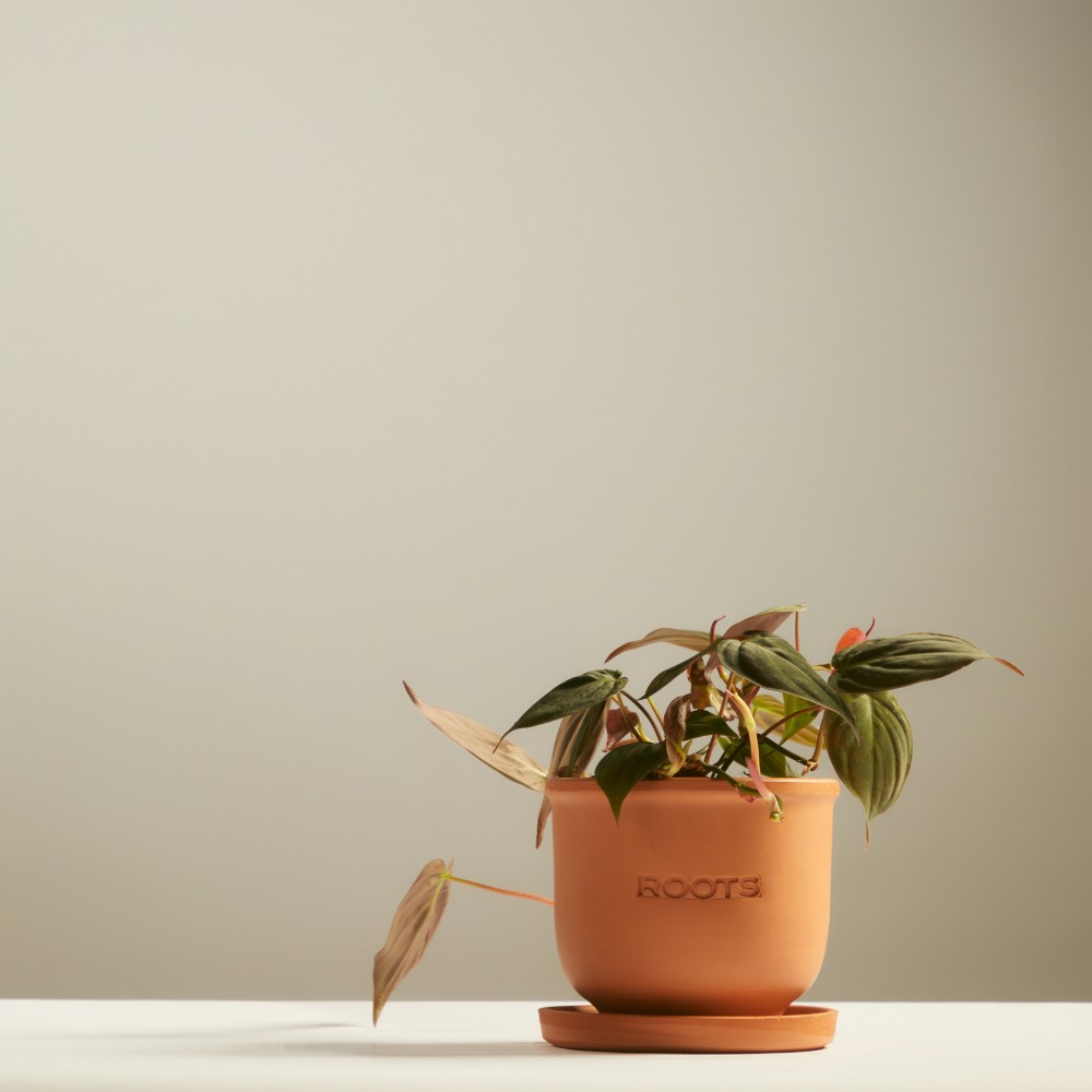 Филодендрон Скаденс Миканс Филодендрон Скаденс Миканс