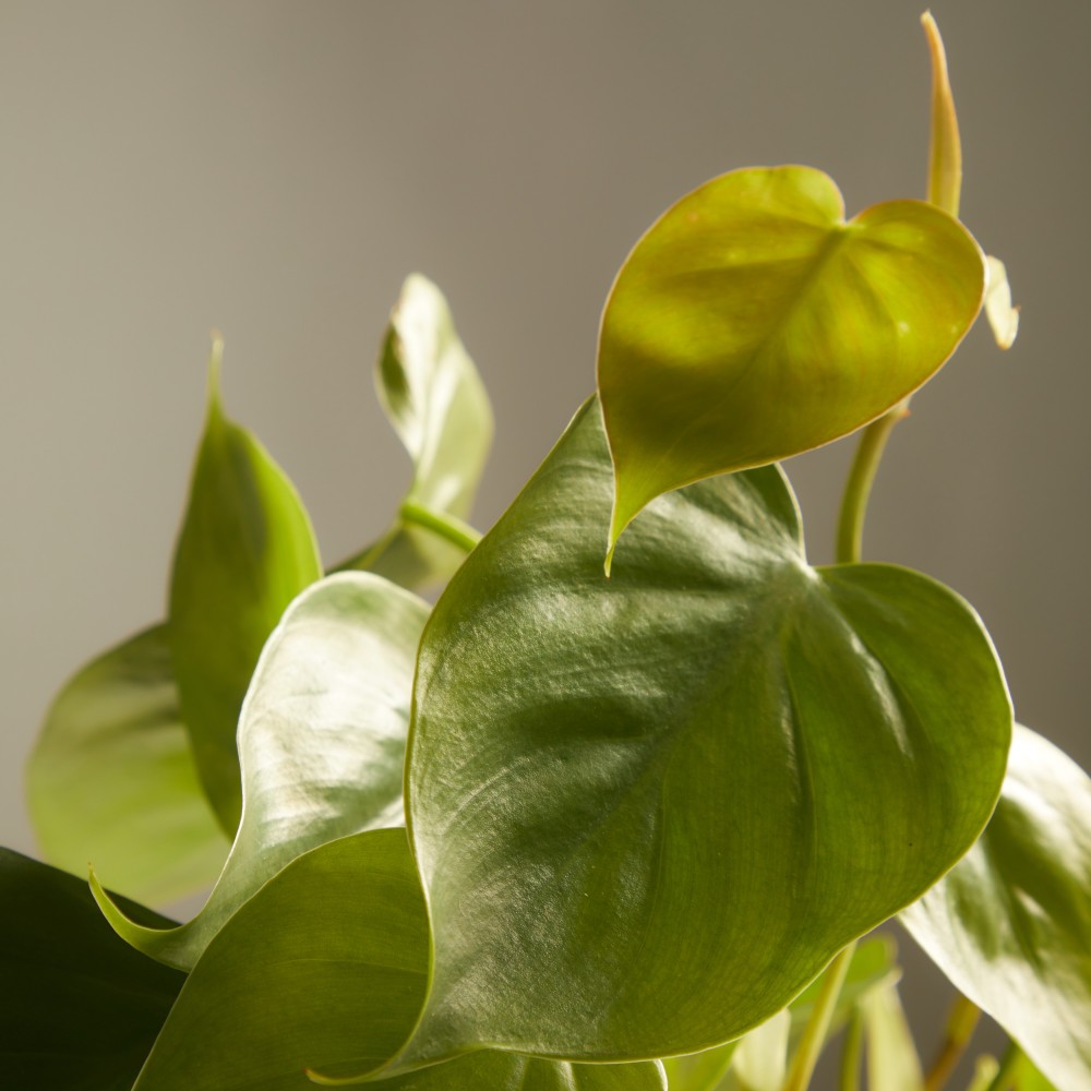 Филодендрон Сканденс Филодендрон Сканденс