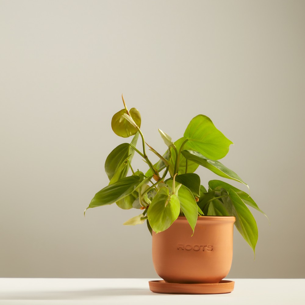 Филодендрон Сканденс Филодендрон Сканденс