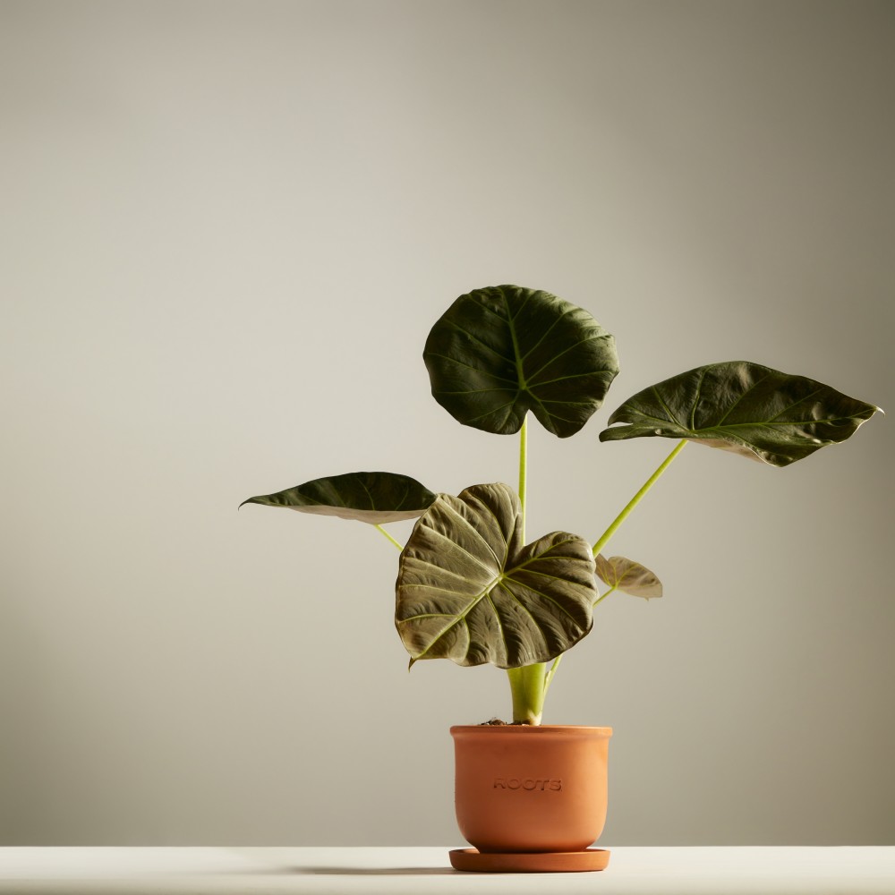 Алоказия Регал Шилдс