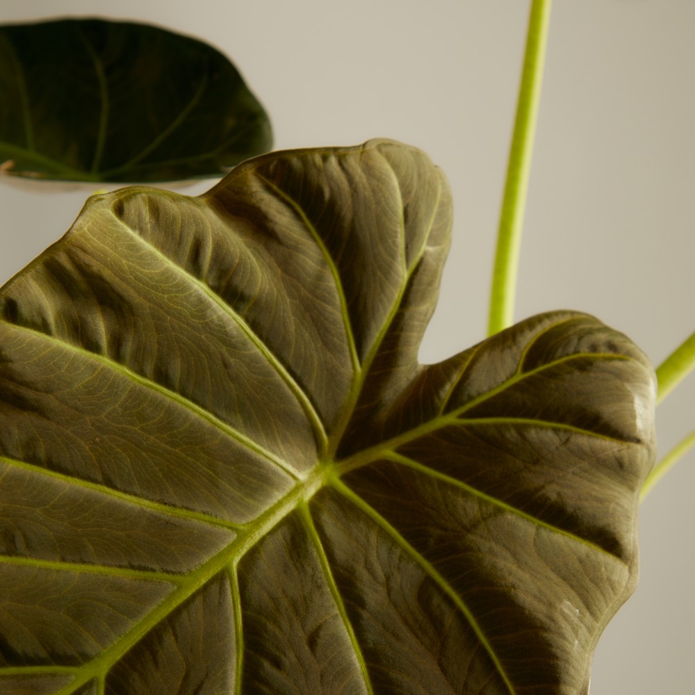 Алоказия Регал Шилдс