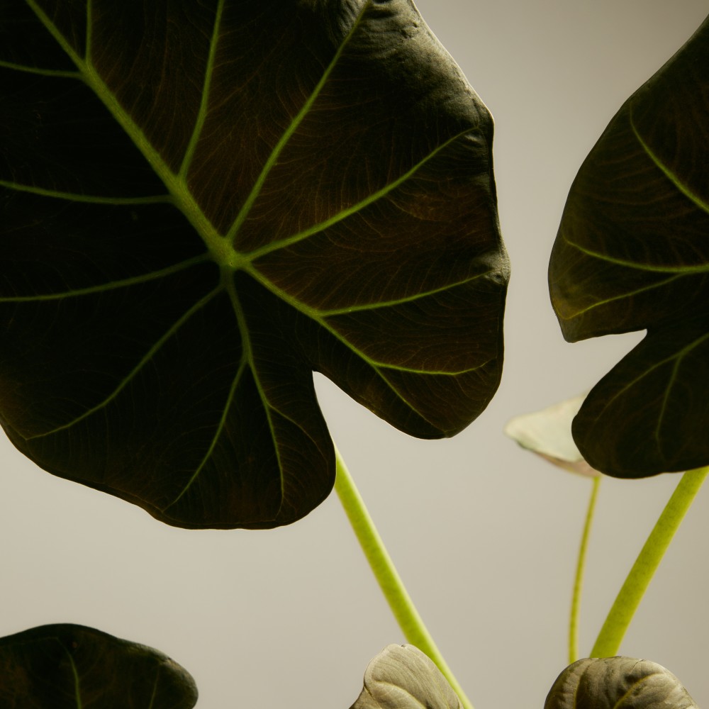 Алоказия Регал Шилдс