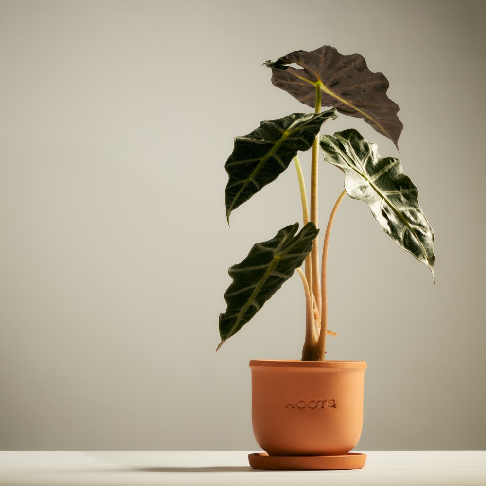 Алоказия Полли