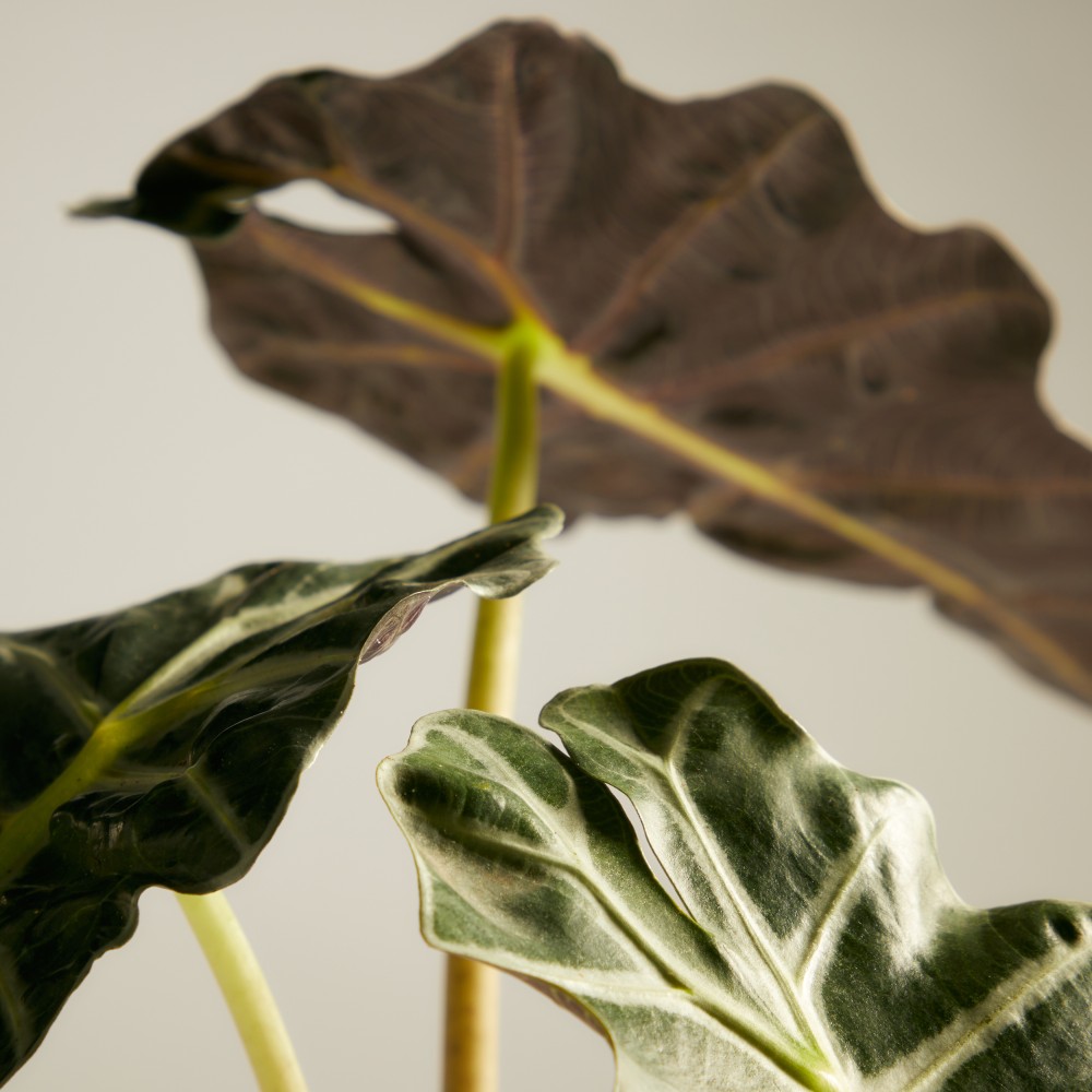 Алоказия Полли