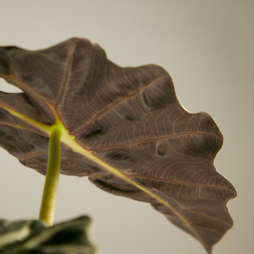 Алоказия Полли