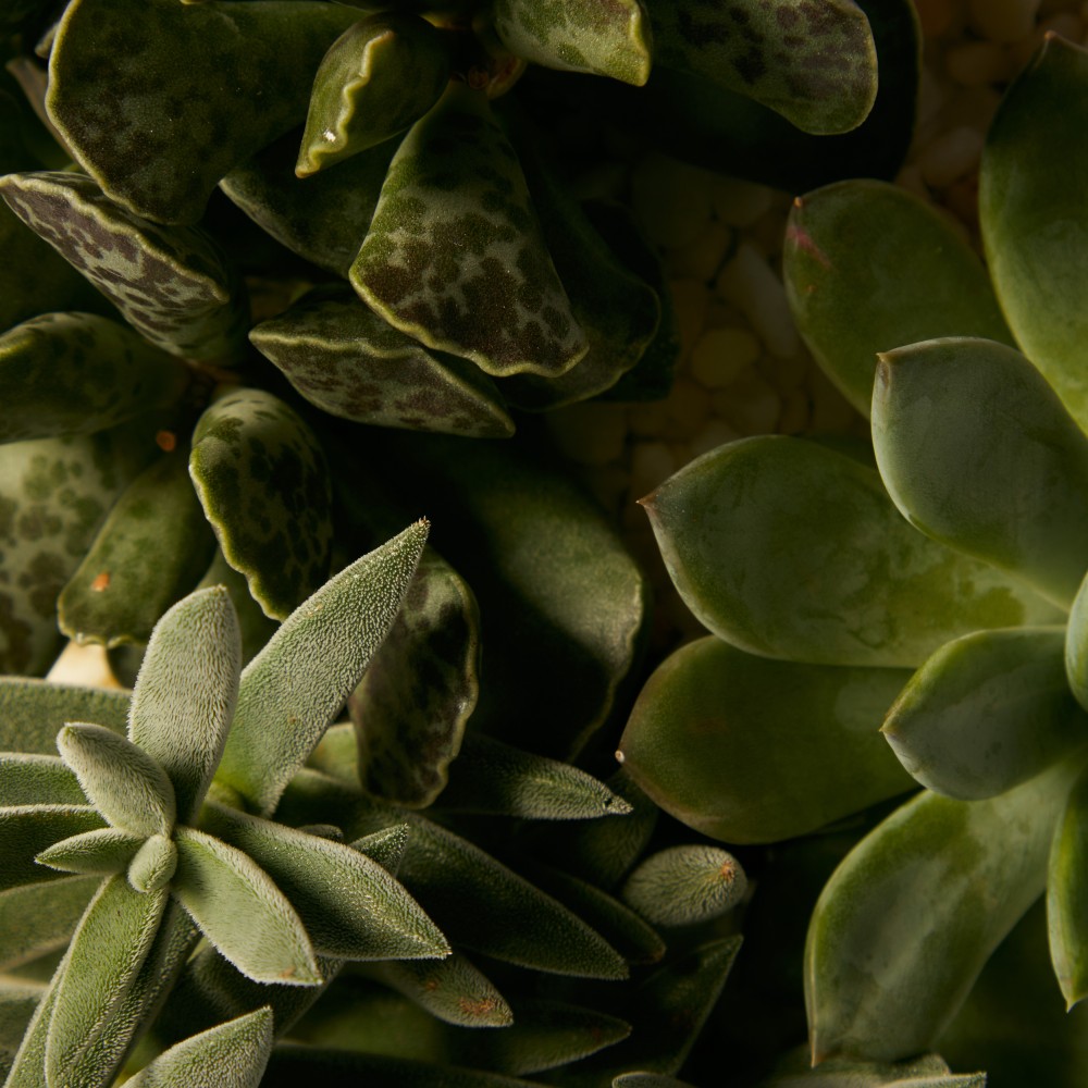 Суккулент микс 01 Суккулент микс 01