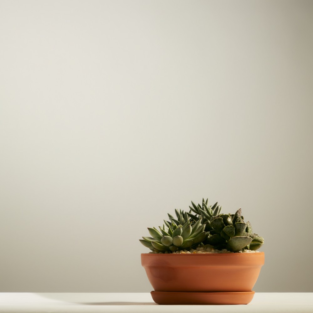 Суккулент микс 01 Суккулент микс 01