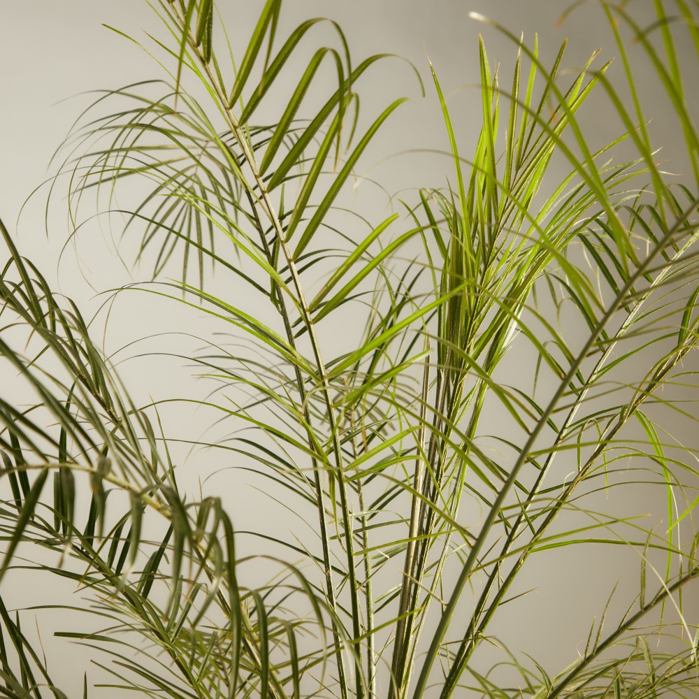 Финик Робелини Финик Робелини