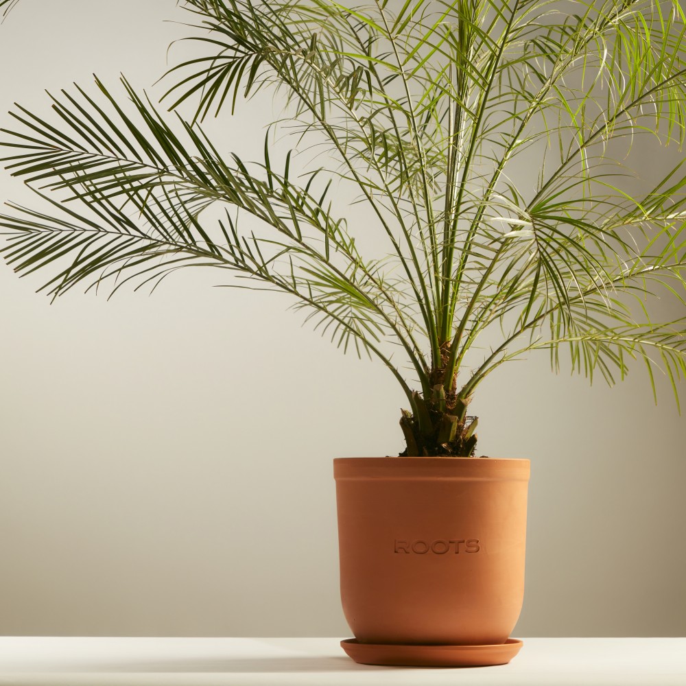 Финик Робелини Финик Робелини