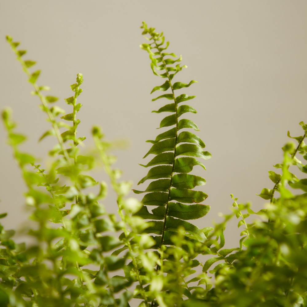 Нефролепсис Грин Леди