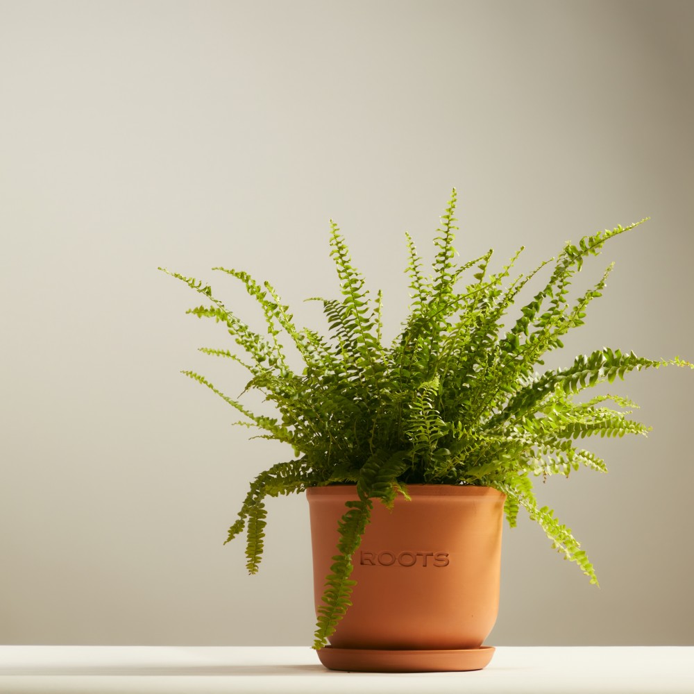 Нефролепсис Грин Леди