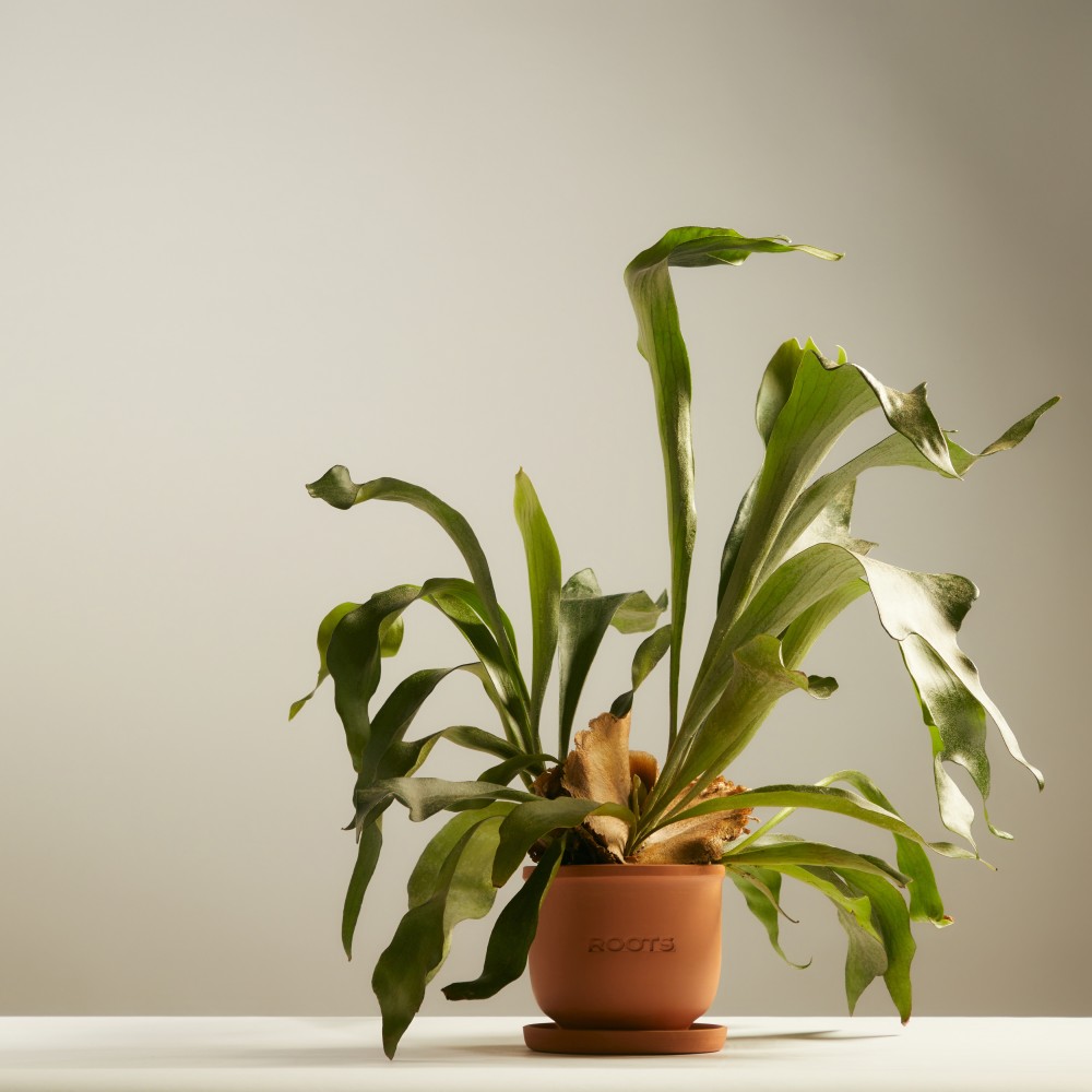 Платицериум Платицериум