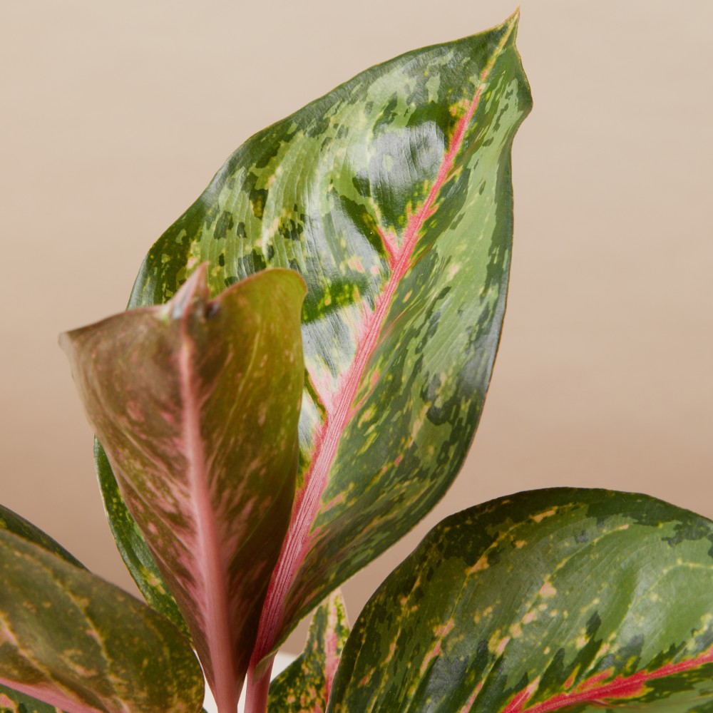 Аглаонема Парадайз Ред Аглаонема Парадайз Ред