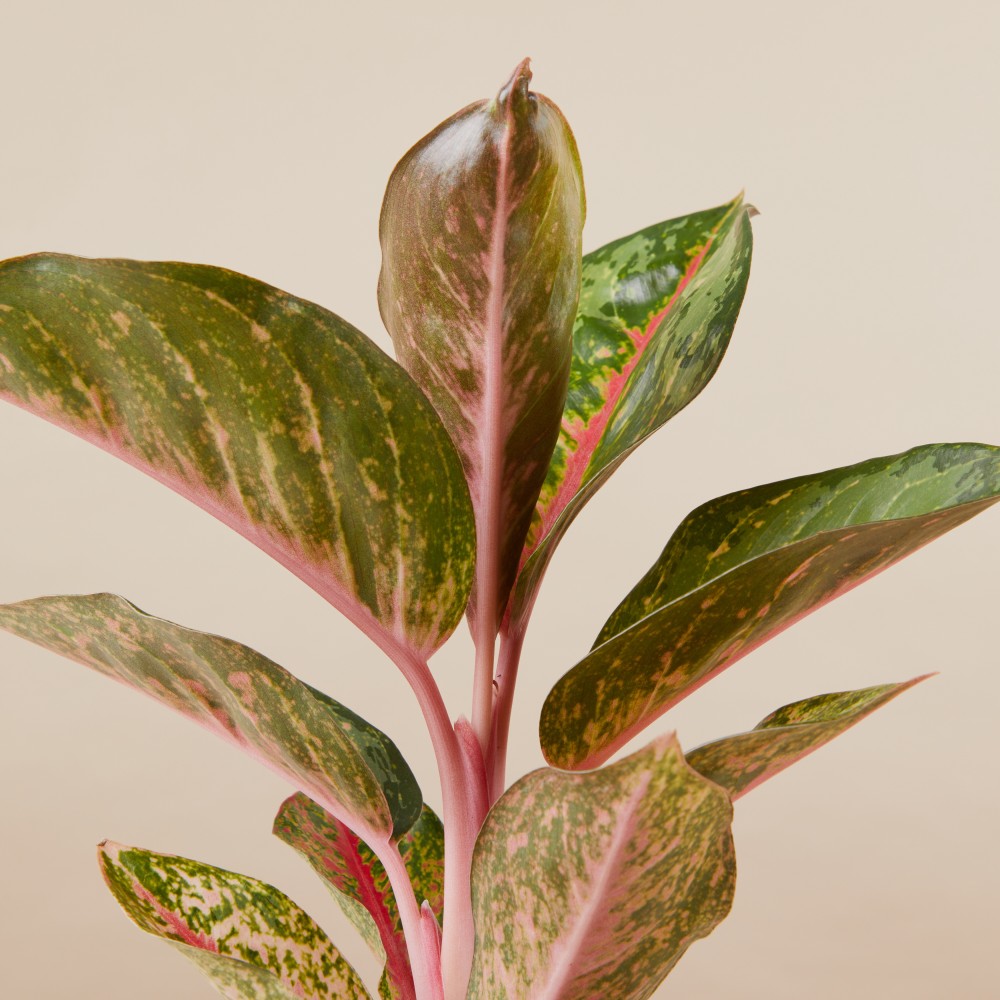 Аглаонема Парадайз Ред Аглаонема Парадайз Ред