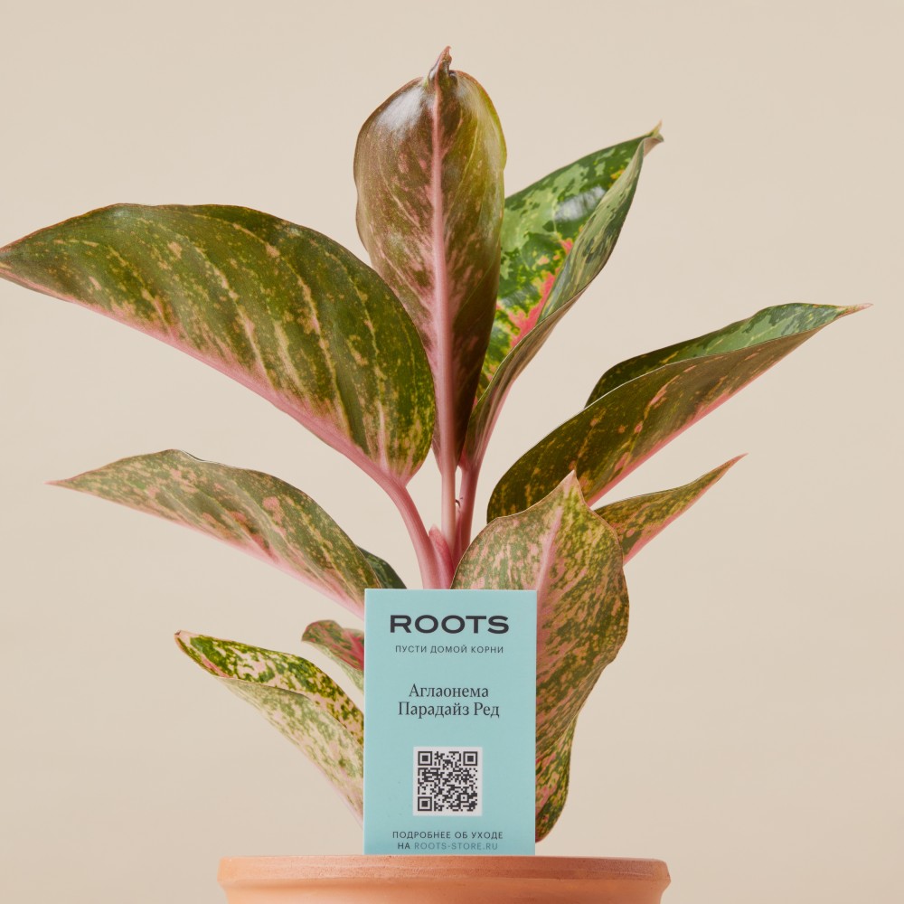 Аглаонема Парадайз Ред Аглаонема Парадайз Ред