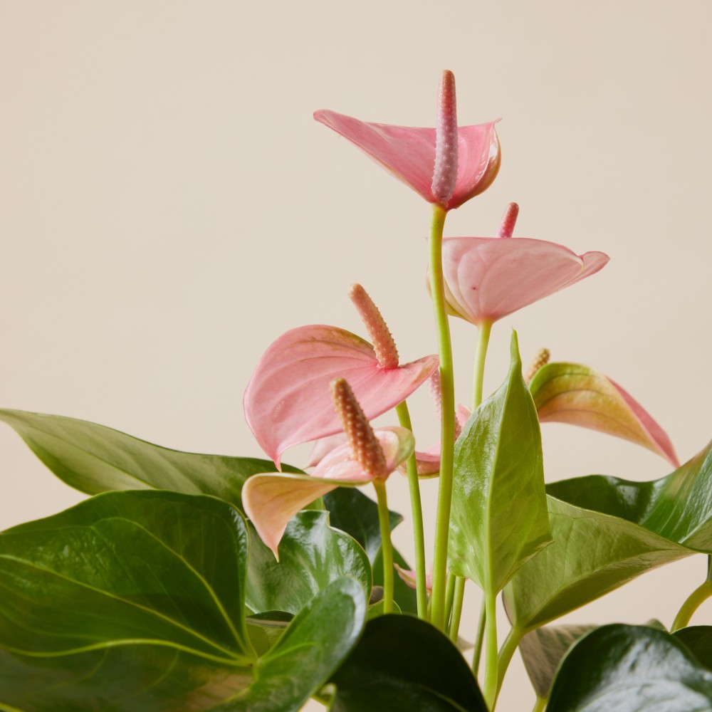 Антуриум Карма Пинк