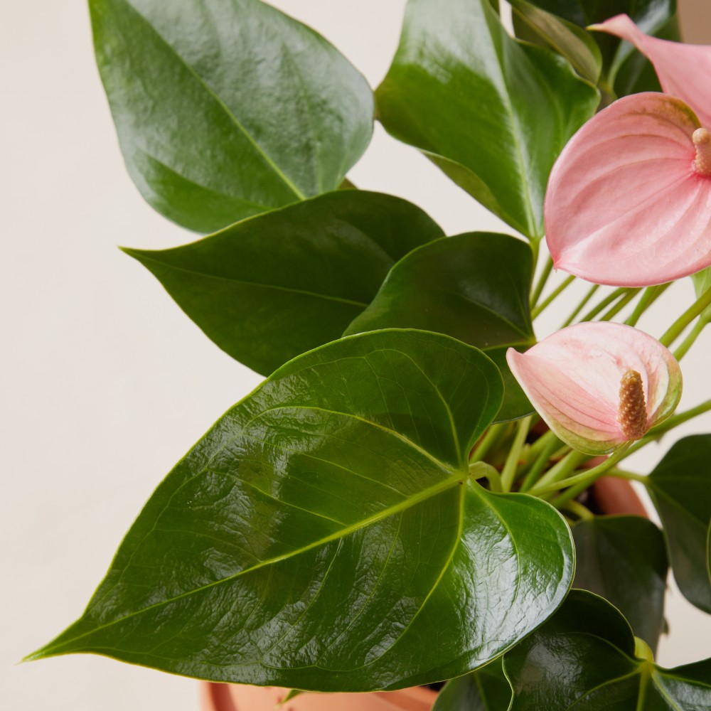 Антуриум Карма Пинк