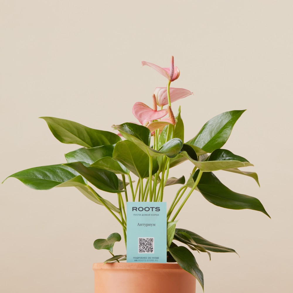Антуриум Карма Пинк
