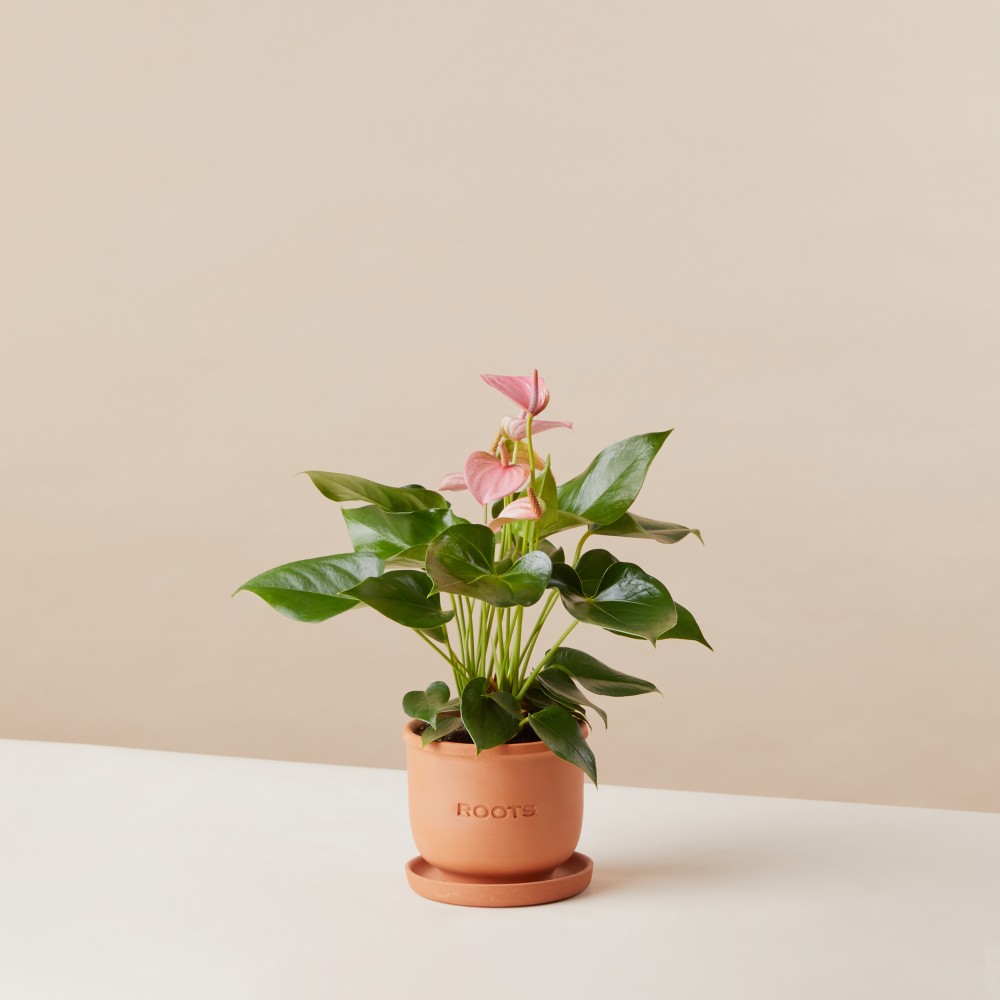 Антуриум Карма Пинк