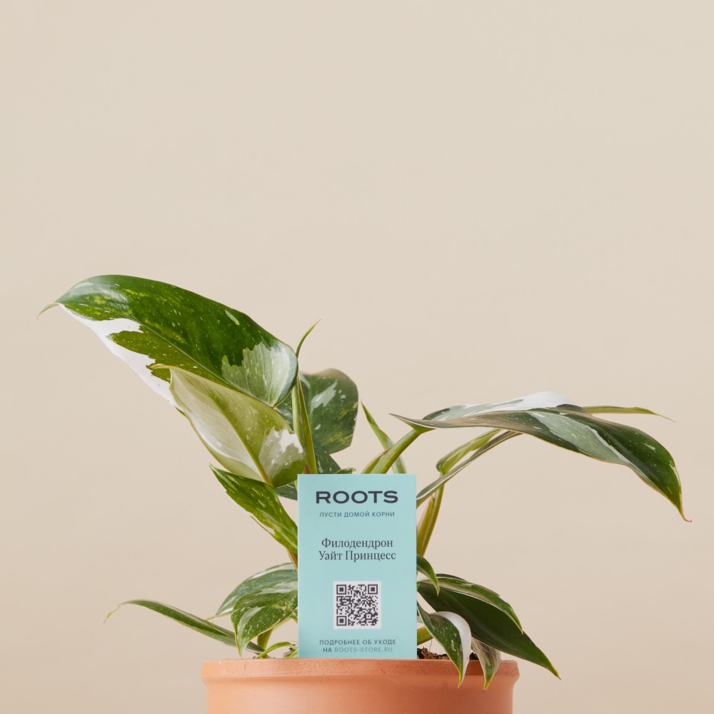 Филодендрон Уайт Принцесс Филодендрон Уайт Принцесс