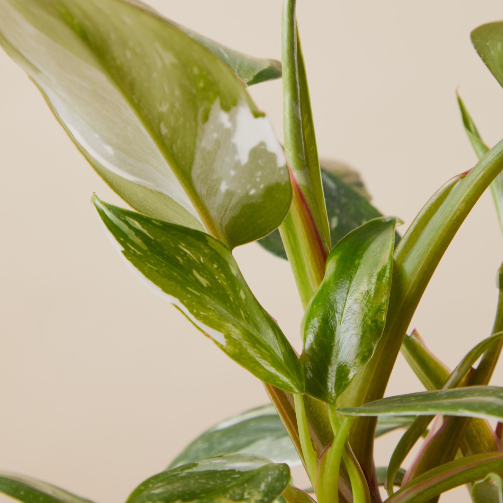 Филодендрон Уайт Принцесс Филодендрон Уайт Принцесс