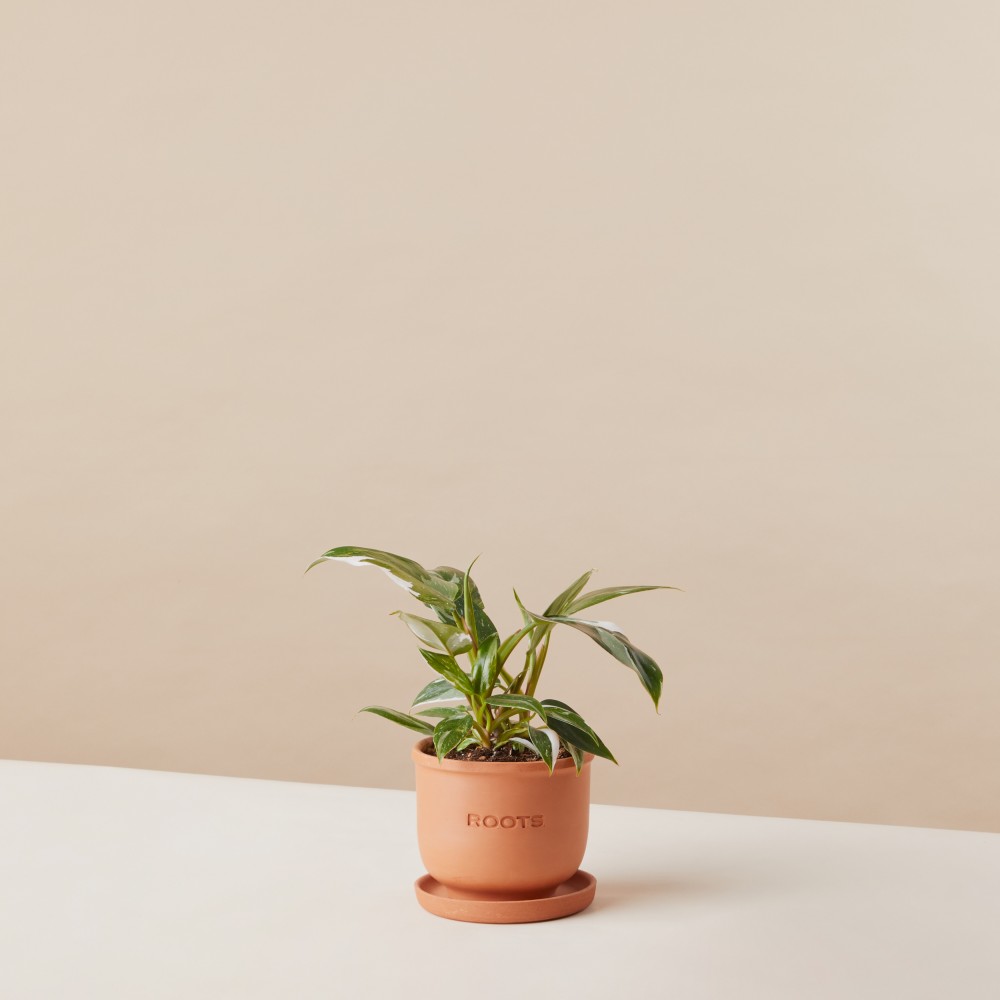 Филодендрон Уайт Принцесс Филодендрон Уайт Принцесс