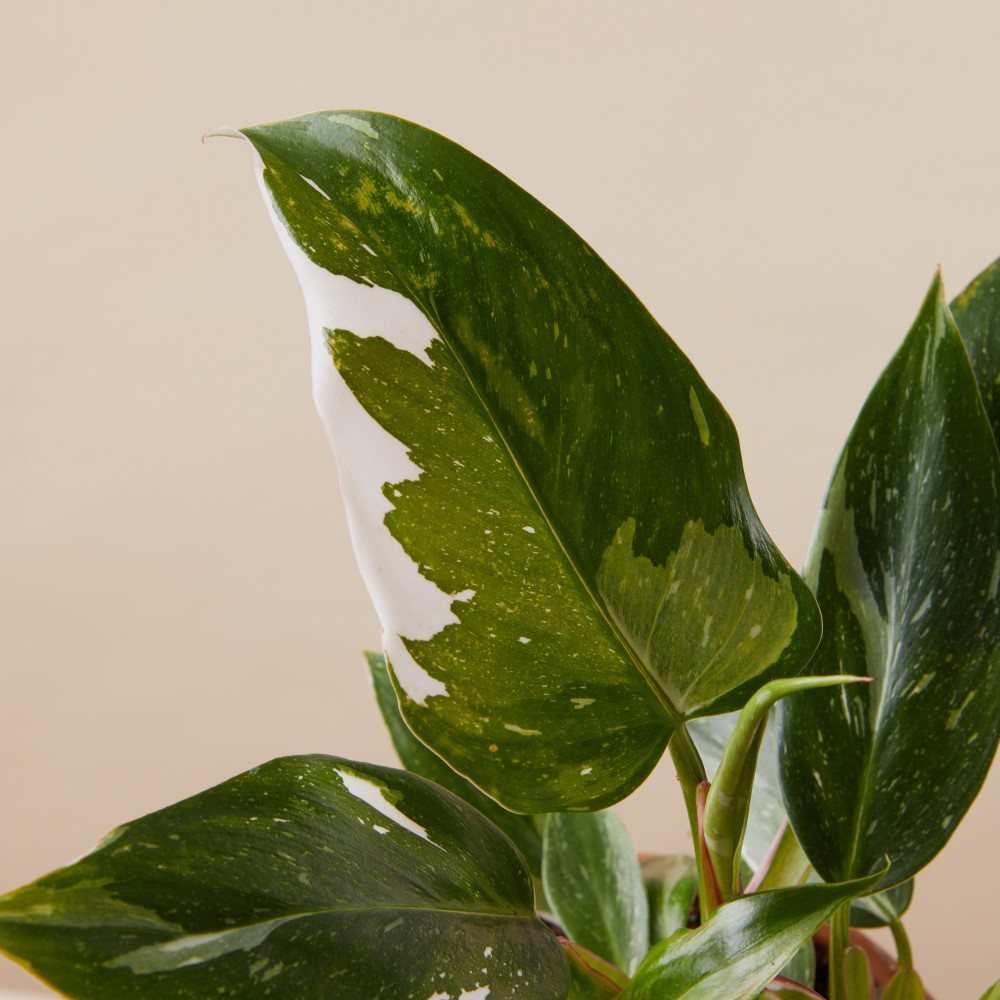 Филодендрон Уайт Принцесс Филодендрон Уайт Принцесс